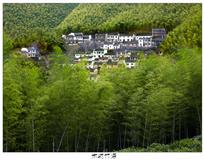 木坑竹海