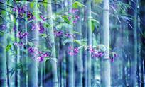 花影竹韵