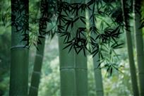 清风竹影