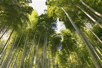 参天