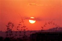 《夕阳下的风尾竹》