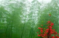 一抹嫣红