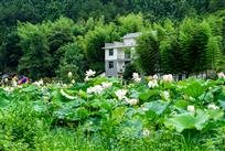 竹林农家