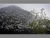 雪韵