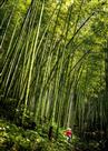 《竹林深处》——卢范经 摄