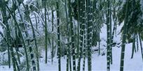 雪傲
