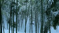 雪竹