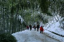 踏雪探竹