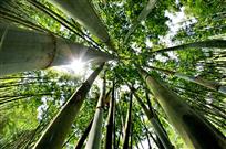 高风亮节