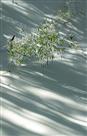 傲雪
