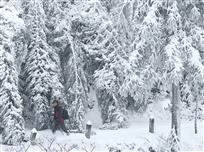 雪韵勤者