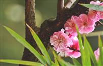 梅竹双清