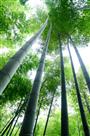 《天天向上》