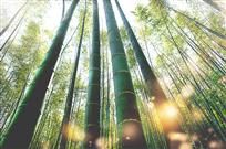 《竹乡梦幻》
