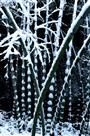 《雪竹》