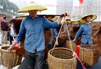 《茶农送茶》