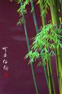 竹无俗韵