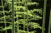 茂林修竹