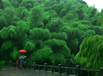 雨中情