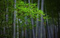 生机