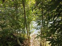 水竹