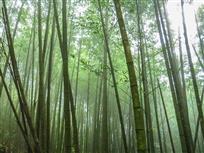 绿色竹林