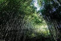竹林晨曦