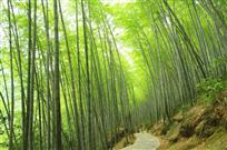 竹林蔽天