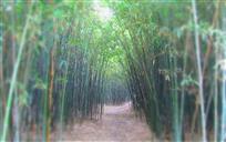 《竹林深处》
