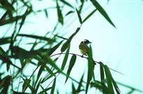 竹翠青青入画图