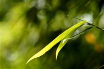 绿海晨曲