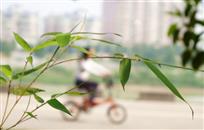 出入平安居有竹