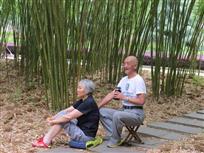 竹林深处
