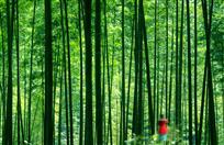情系绿竹