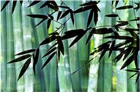 竹韵