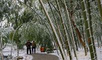 竹林雪景