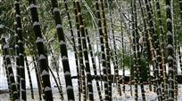 竹林雪景