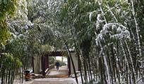 竹林雪景