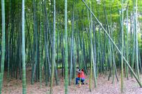 竹林风光