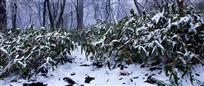 翠竹不怕漫天雪