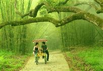 情释竹林深处