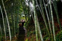 《竹林农家》