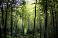 《满山的翠竹青又青》
