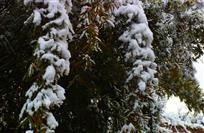 《雪压翠竹竹更翠》