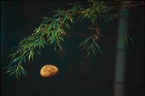 明月竹间照