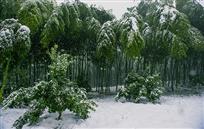 青衣绿装傲冰雪