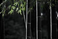 竹韵