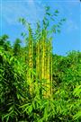 高风亮节