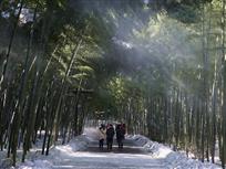 抗风斗雪好品格