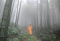 竹林深处一僧来